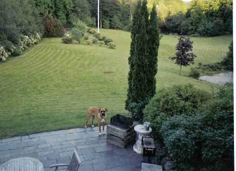 Blanding af racer Anton billede 3