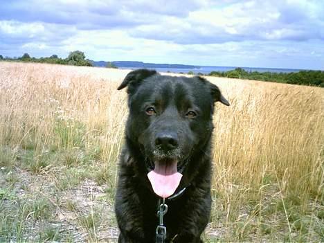 Blanding af racer Tazman - Tazman, med det skønne Båring Vig som baggrund, hvor vi tit går os nogle gode lange ture. :-) billede 5