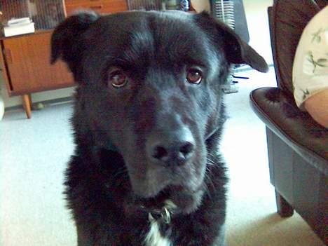 Blanding af racer Tazman - "Ejjjj altså, far... Nu har du altså snart taget nok billeder af mig..." ;-) billede 6