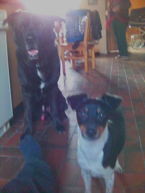 Blanding af racer Tazman - Tazman og hans lille veninde Freja. :-) billede 7