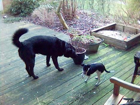 Blanding af racer Tazman - Endnu engang Tazman og Freja - denne gang leg ude på terassen. :-) billede 8