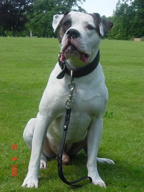 Amerikansk bulldog Herkules billede 1