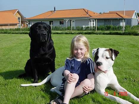 Amerikansk bulldog Herkules - Herkules med vores datter nanna og min jagt hund  Spike billede 2