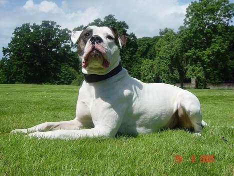 Amerikansk bulldog Herkules billede 3