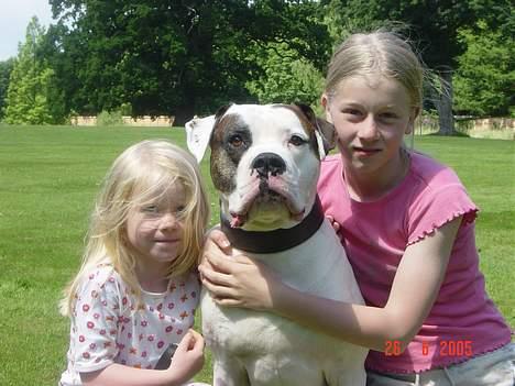 Amerikansk bulldog Herkules - Herkules med mine 2 piger nanna og natasha billede 4