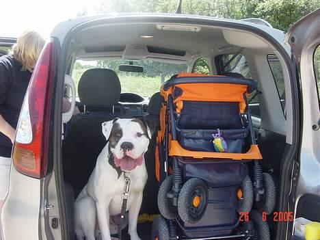 Amerikansk bulldog Herkules - Herkules med på tur billede 5