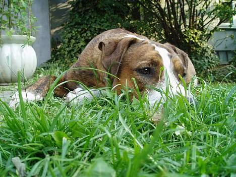 Amerikansk staffordshire terrier Nala billede 13