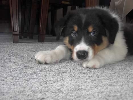 Border collie Speedy ( RIP desværre blevet aflivet i 2012 ) billede 12