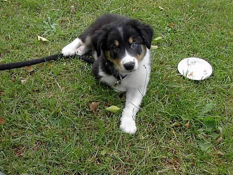 Border collie Speedy ( RIP desværre blevet aflivet i 2012 ) billede 14