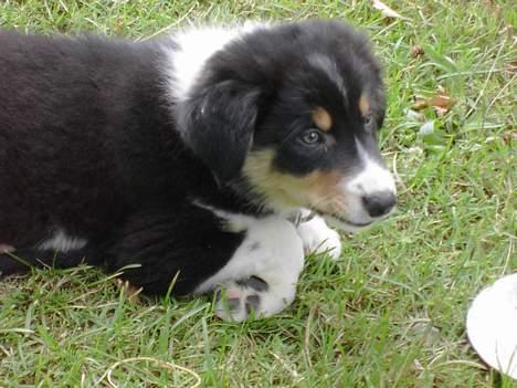 Border collie Speedy ( RIP desværre blevet aflivet i 2012 ) billede 13