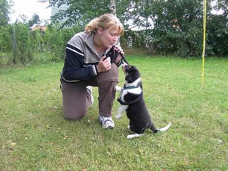 Border collie Speedy ( RIP desværre blevet aflivet i 2012 ) billede 17