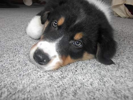 Border collie Speedy ( RIP desværre blevet aflivet i 2012 ) -  R.I.P. billede 18