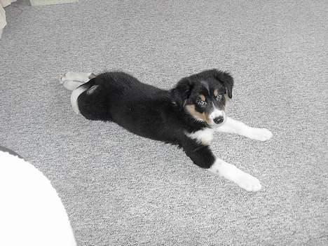 Border collie Speedy ( RIP desværre blevet aflivet i 2012 ) billede 16