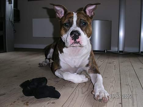 Amerikansk staffordshire terrier Bella - Hva´ sker der for dig??? billede 1