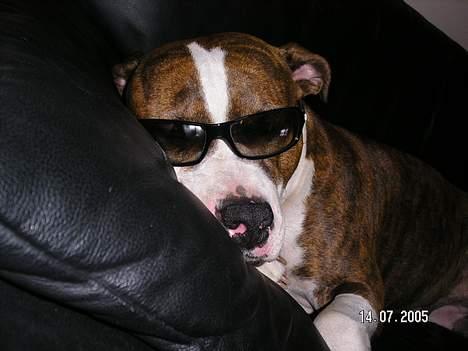 Amerikansk staffordshire terrier Bella - Bare sove... billede 2