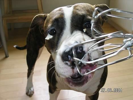 Amerikansk staffordshire terrier Bella - Mmmmmmm flødeskum!!! billede 3