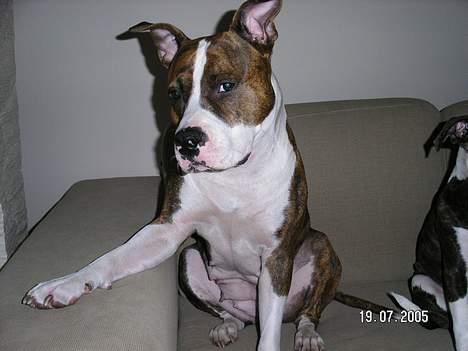 Amerikansk staffordshire terrier Bella - Jeg er da lidt lækker... billede 4