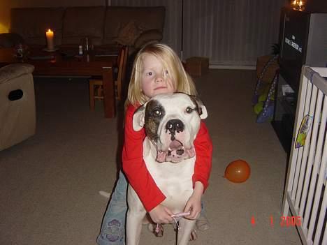 Amerikansk bulldog Herkules - HJÆLP mig far nanna tror jeg er en hest billede 6