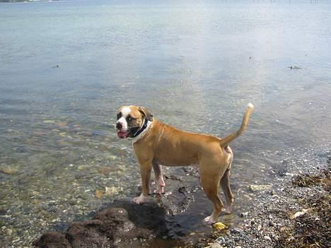 Amerikansk bulldog zeus - ggg. vandet er bare for koldt. billede 9