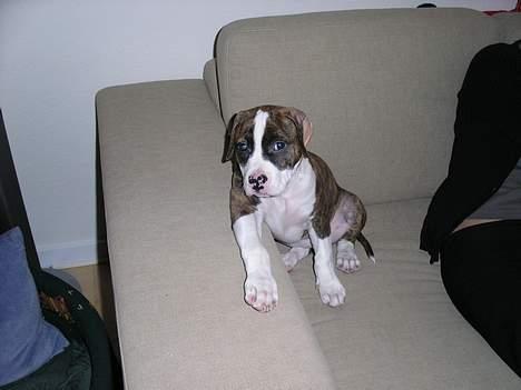 Amerikansk staffordshire terrier Bella - Ja det har jeg da været siden jeg var lille..... billede 5