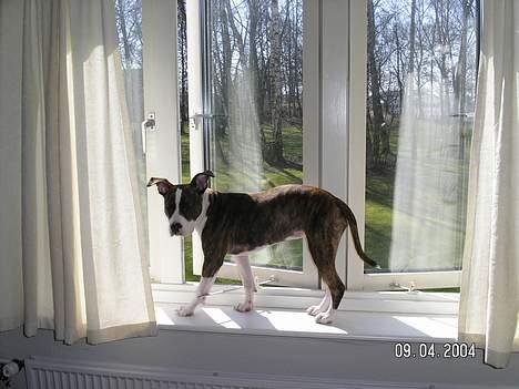 Amerikansk staffordshire terrier Bella - På catwalk... billede 6