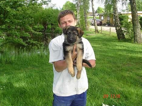Schæferhund almebo`s gangster (kuno) - der står jeg så vi har lige hentet kuno dejlig er han jo billede 1