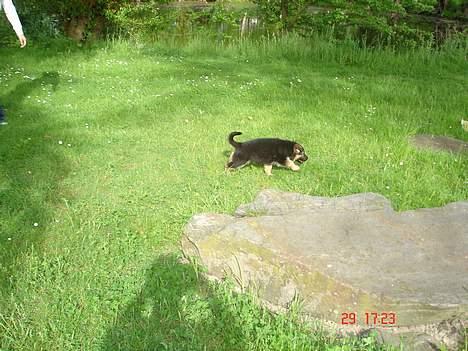 Schæferhund almebo`s gangster (kuno) - han bliver jo næsten helt væk i græsset billede 2