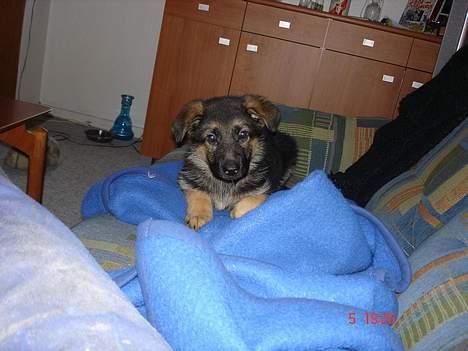 Schæferhund almebo`s gangster (kuno) - er det mig i kigger på billede 3