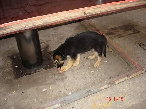 Schæferhund almebo`s gangster (kuno) - hmm er der mon noget her jeg kan spise billede 4