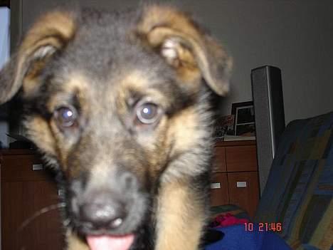 Schæferhund almebo`s gangster (kuno) - hvad er dog de han laver med den tingest billede 5