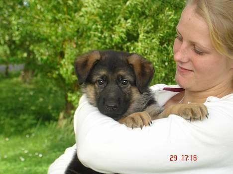 Schæferhund almebo`s gangster (kuno) - hej far billede 6