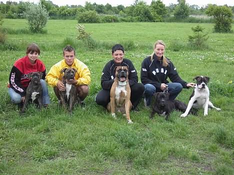 Amerikansk bulldog Nanna billede 20