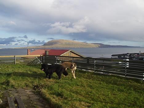 Grand danois Grand de Feld´s Kimba billede 20