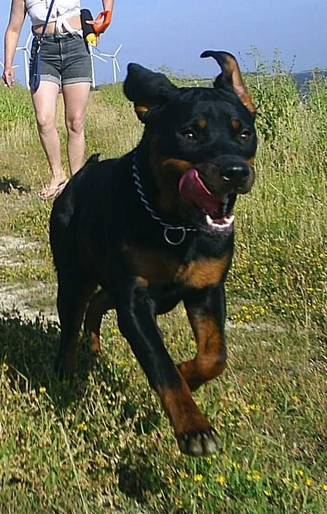 Rottweiler Vom Hause Fachmann´ Easy (RIP)  - Tror muligvis at Easy mener at hun rent faktisk er i stand til at lette hvis hun kan få fart nok på *GG* billede 19