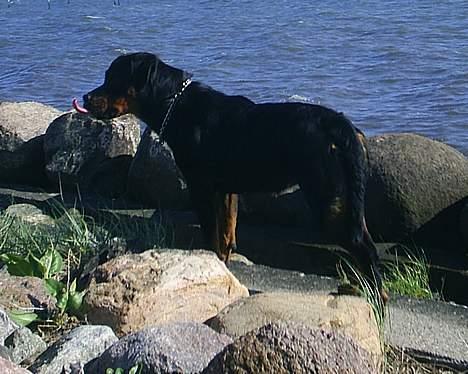 Rottweiler Vom Hause Fachmann´ Easy (RIP)  - Står vidst lige og overvejer hvad hun skal finde på.... billede 20