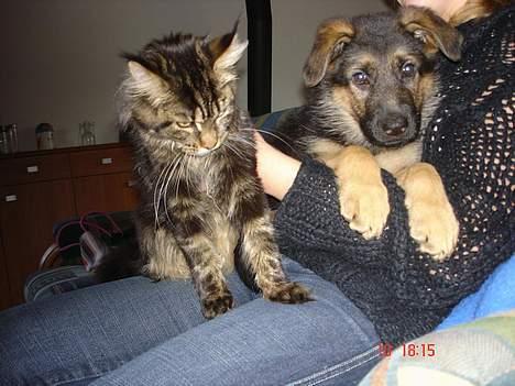 Schæferhund almebo`s gangster (kuno) - her ligger jeg så lige sammen med min ven dina og slapper af hun er en stor flot maincoon  billede 7