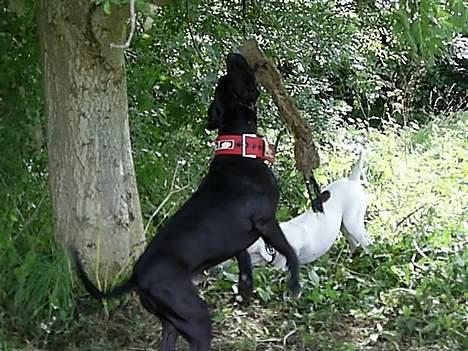 Blanding af racer cæzar(død) billede 14