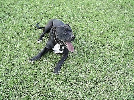 Blanding af racer cæzar(død) billede 15