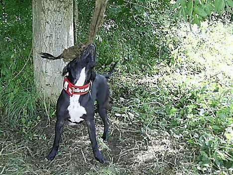 Blanding af racer cæzar(død) billede 16