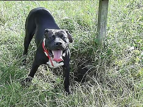 Blanding af racer cæzar(død) billede 17