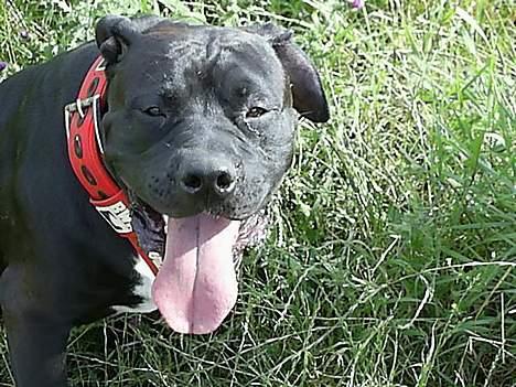 Blanding af racer cæzar(død) billede 18