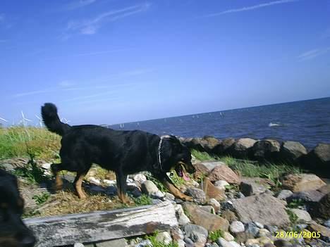 Blanding af racer Sacha RIP - Og Sacha leder efter en spændende død fisk eller noget andet lækkert*S* billede 13