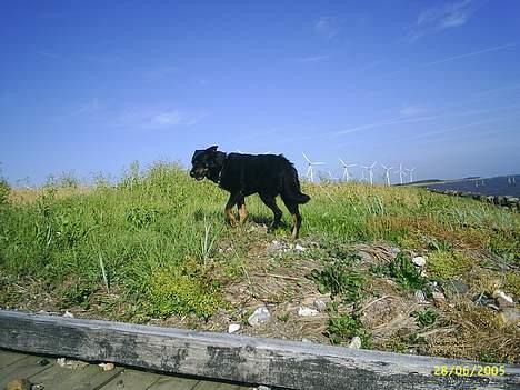 Blanding af racer Sacha RIP - Sacha er stor nok til at smutte lidt væk fra flokken, og morer sig på egen pote billede 14