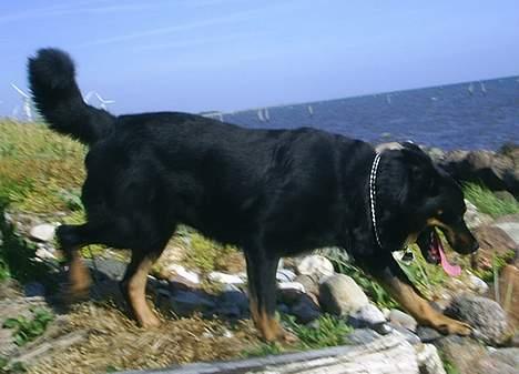 Blanding af racer Sacha RIP - Sacha har besluttet at smutte i vandet...Det tør kyllingerne nemlig ikke*S* billede 15