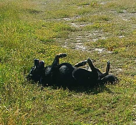 Blanding af racer Sacha RIP - Og Sacha FANDT noget lækkert at rulle sig i!!!! ( Tror altså aldrig rigtigt at hunde og mennesker bliver enige om hvad der er lækkert og hvad der ikke er.....) billede 16