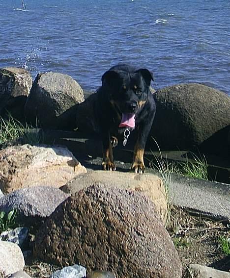 Blanding af racer Sacha RIP - Sacha, ombestemte sig med vandet*S* billede 17