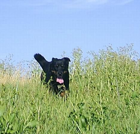 Blanding af racer Sacha RIP - Sacha.... Hun er bare lækker!!! billede 18