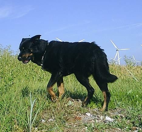 Blanding af racer Sacha RIP - Gad vide hvad hun nu pønser på??? billede 19