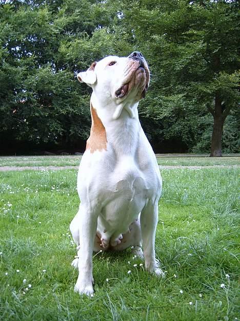 Amerikansk bulldog Bella R.I.P billede 9