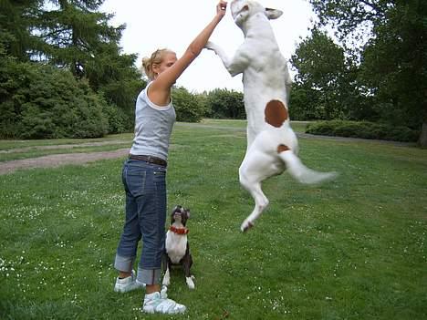 Amerikansk bulldog Bella R.I.P billede 10